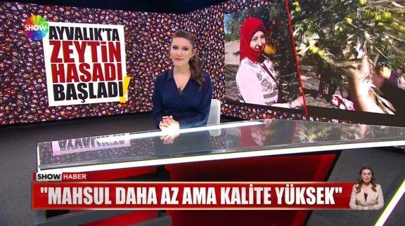 Ayvalık'ta zeytinler toplanıyor!