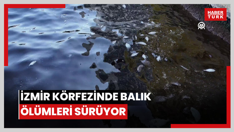 İzmir Körfezinde balık ölümleri sürüyor