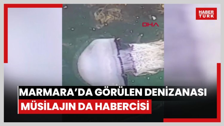 Doç. Dr. Dindar: Marmara'da görülen denizanası yoğunluğu müsilajın da habercisi