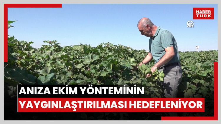Anıza ekim yönteminin yaygınlaştırılması hedefleniyor