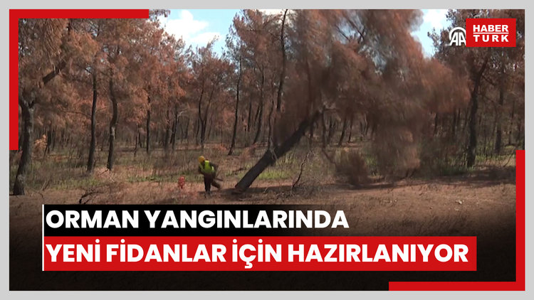Orman yangınlarında zarar gören alanlar yeni fidanlar için hazırlanıyor