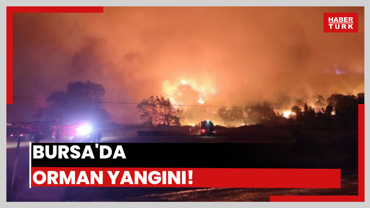 Bursa'da orman yangını!