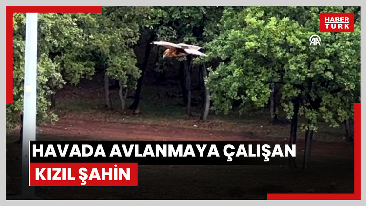 Boluda rüzgarlı havada avlanmaya çalışan kızıl şahin kamerada
