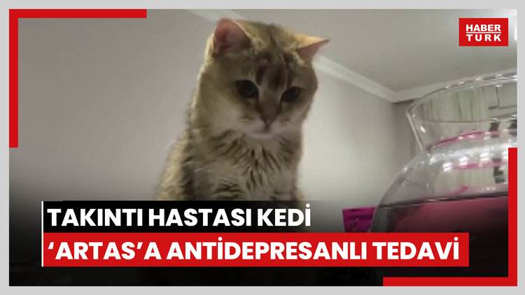 Takıntı hastası kedi 'Artas'a, antidepresanlı tedavi
