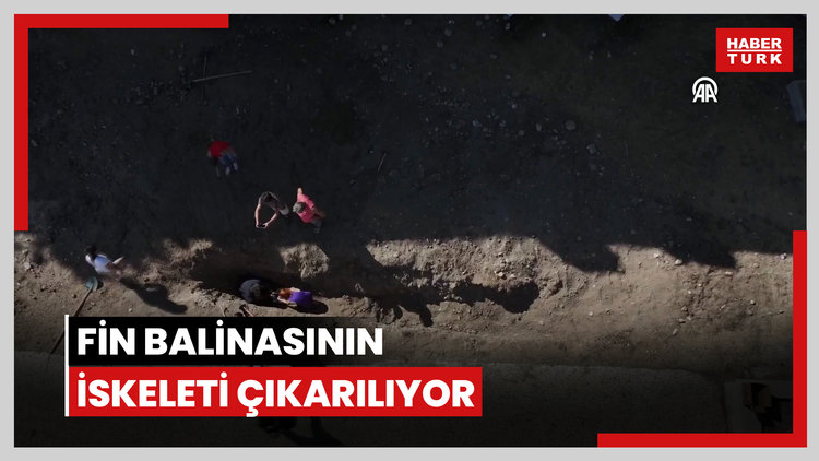 4 yıl önce toprağa gömülen Fin balinasının iskeleti çıkarılıyor