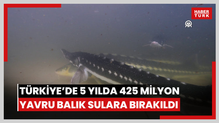 Türkiye'de balıklandırma faaliyetleriyle 5 yılda 425 milyon yavru balık sulara bırakıldı