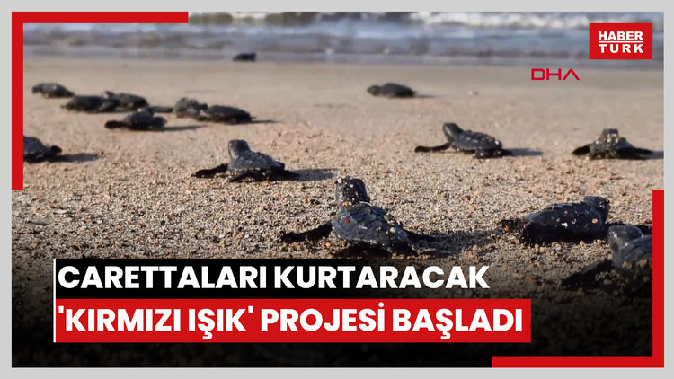 Yavru carettaları kurtaracak 'kırmızı ışık' projesi 4 otelde başladı