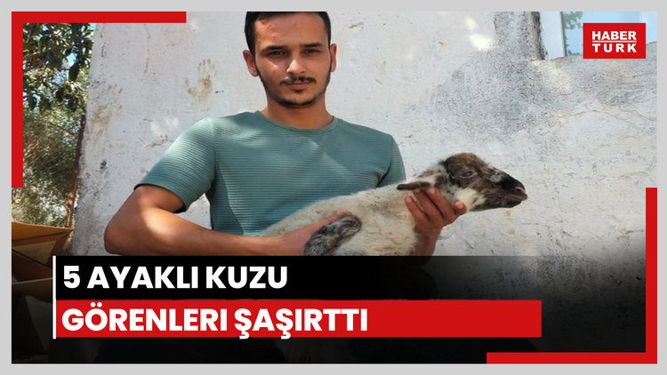 5 ayaklı kuzu dünyaya geldi