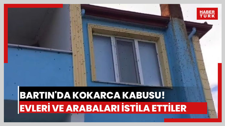 Bartın'da kahverengi kokarca istilası kabusa dönüştü