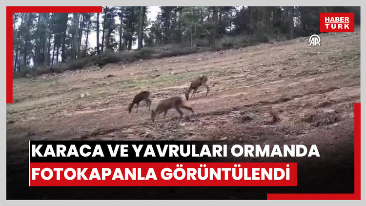 Karaca ve yavruları ormanda fotokapanla görüntülendi