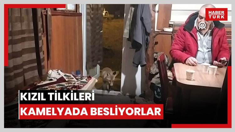 Kızıl tilkileri kamelyada besliyorlar