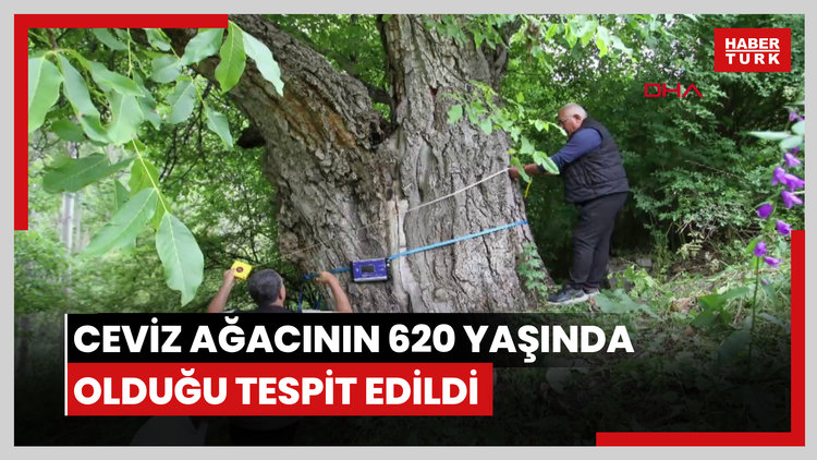 Oltu'daki ceviz ağacının 620 yaşında olduğu tespit edildi