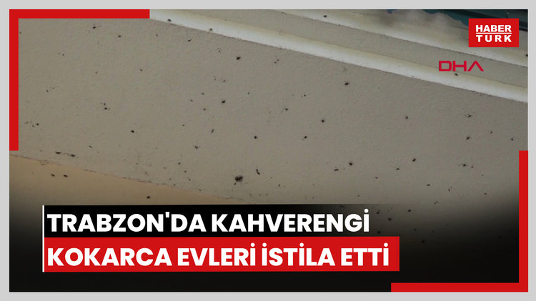 Trabzon'da kahverengi kokarca evleri istila etti