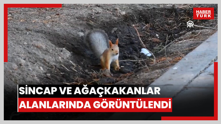 Kızıl sincap ve ağaçkakanlar yaşam alanlarında görüntülendi