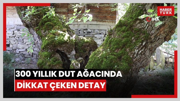 300 yıllık dut ağacında dikkat çeken detay