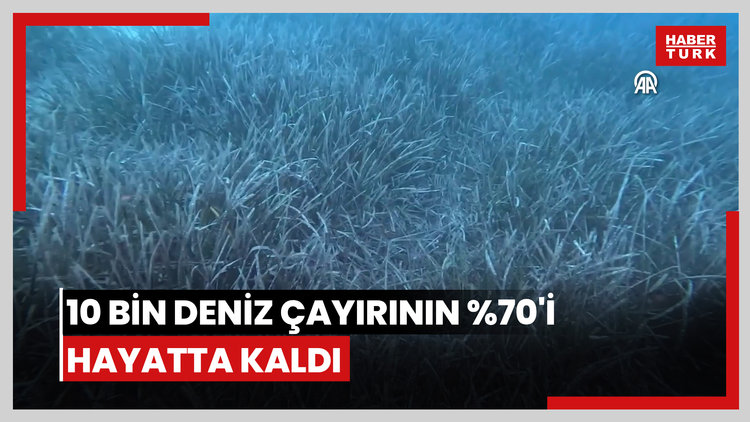 Göcek'te ekilen 10 bin deniz çayırının yüzde %70'i hayatta kaldı