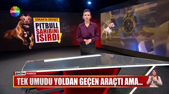 Pitbull bu kez sahibine saldırdı!