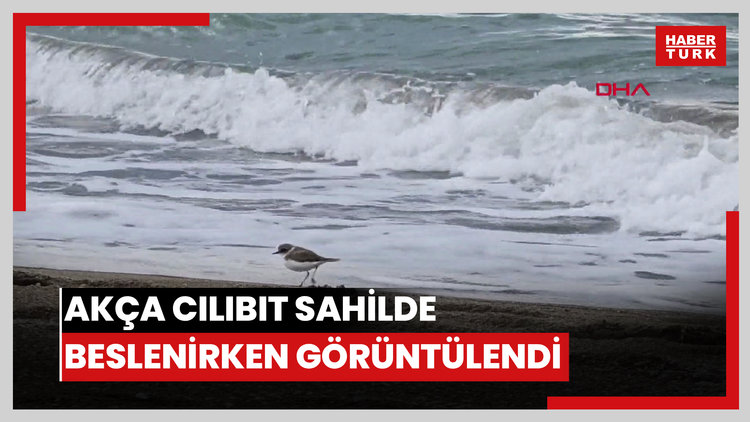 Akça cılıbıt sahilde beslenirken görüntülendi