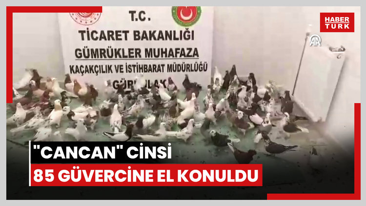 Gürbulak Gümrük Kapısında "cancan" cinsi 85 güvercine el konuldu
