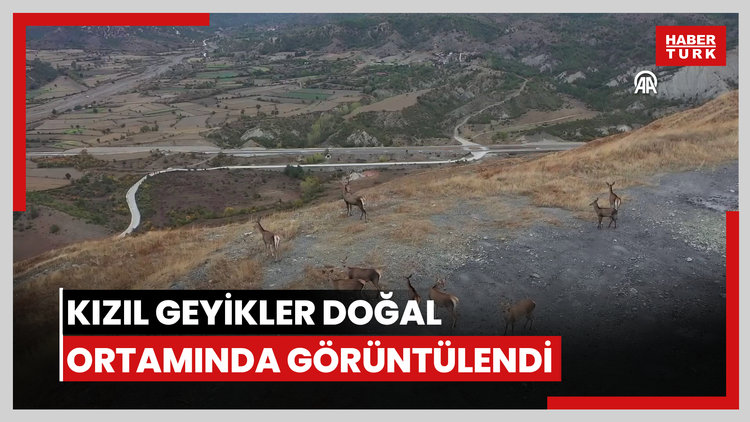 Sürü halinde gezen kızıl geyikler doğal ortamında görüntülendi