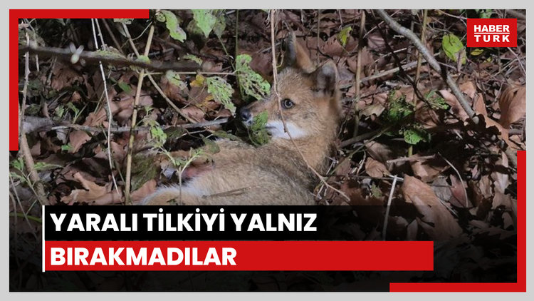 Yaralı tilkiyi yalnız bırakmadılar