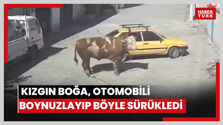 Kızgın boğa, otomobili boynuzlayıp böyle sürükledi