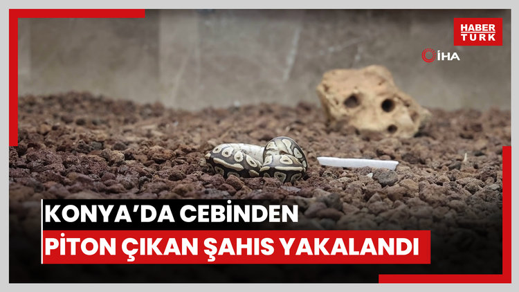 Konya'da bir şahsın cebinden çıkan yavru piton yılanı koruma altına alındı