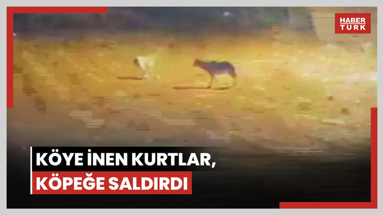 Köye inen kurtlar, köpeğe saldırdı