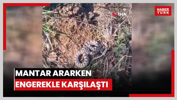 Mantar ararken dünyanın en zehirli yılanlarından engerekle karşılaştı