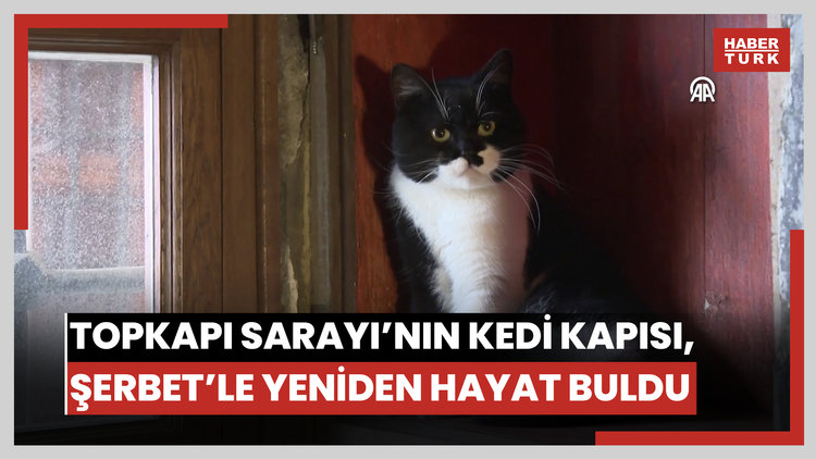 Topkapı Sarayının kedi kapısı, Mülayimin torunu "Şerbet"le yeniden hayat buldu