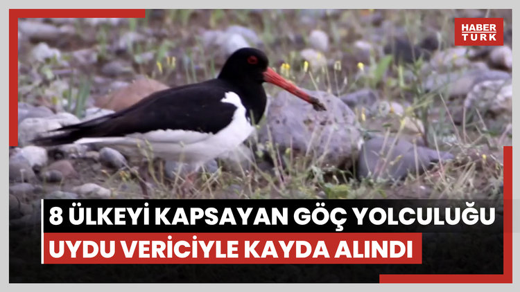 Poyraz kuşunun 8 ülkeyi kapsayan göç yolculuğu uydu vericiyle kayda alındı