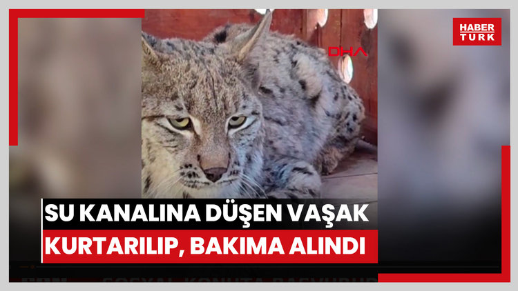 Su kanalına düşen vaşak kurtarılıp, bakıma alındı