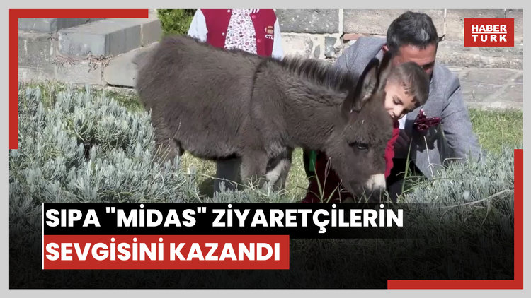 Müze bahçesinde koruma altına alınan sıpa "Midas" ziyaretçilerin sevgisini kazandı