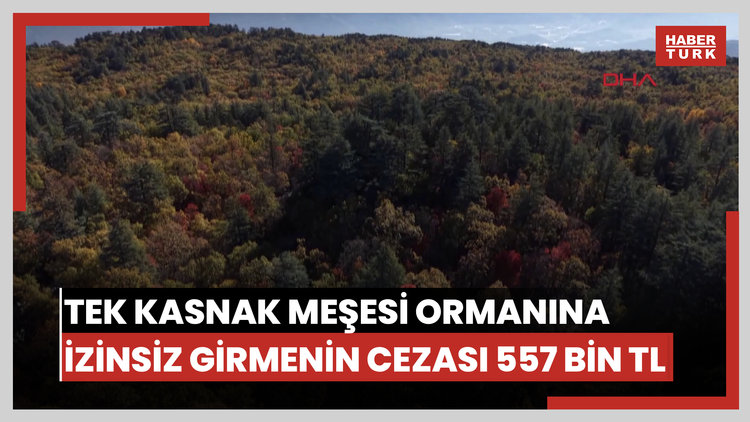 Dünyadaki tek kasnak meşesi ormanına izinsiz girmenin cezası 557 bin TL