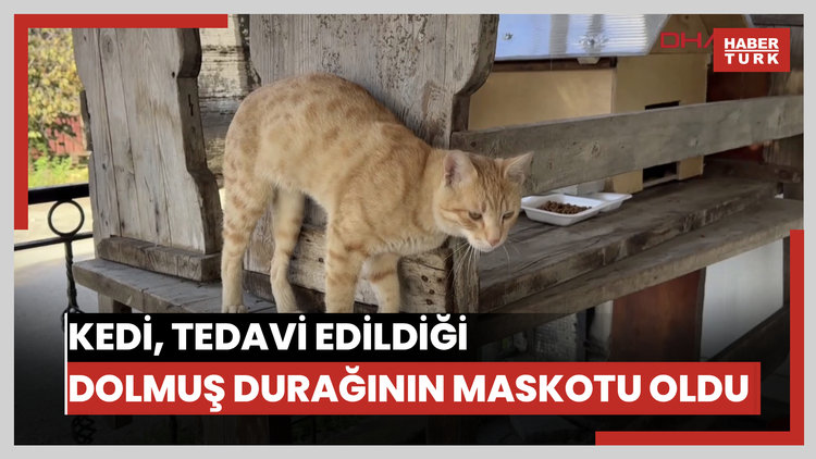 'Yolcu' isimli kedi, tedavi edildiği dolmuş durağının maskotu oldu
