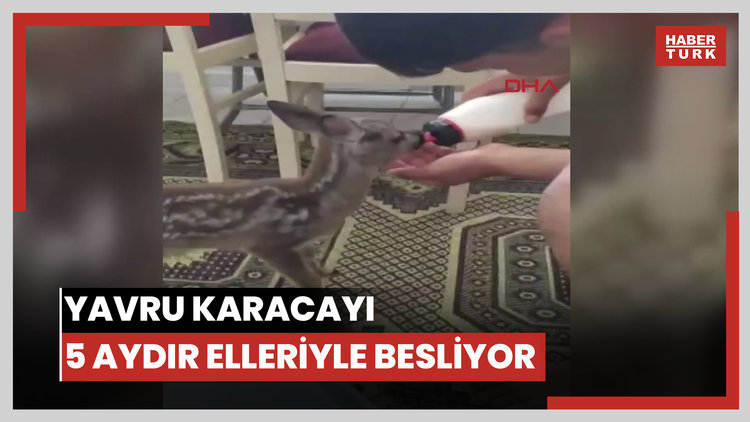 Yavru karacayı 5 aydır elleriyle besliyor