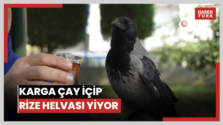 Bu karga çay içip Rize helvası yiyor: Sadece organik gıda tüketiyor