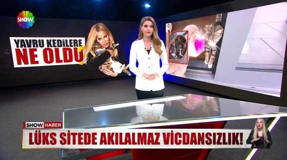 Yavru kedilere ne oldu? 