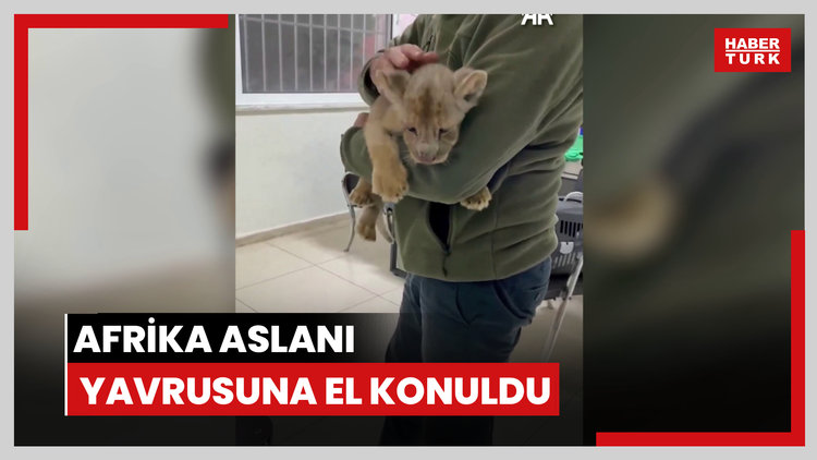 Yasa dışı yolla getirilen Afrika aslanı yavrusuna el konuldu