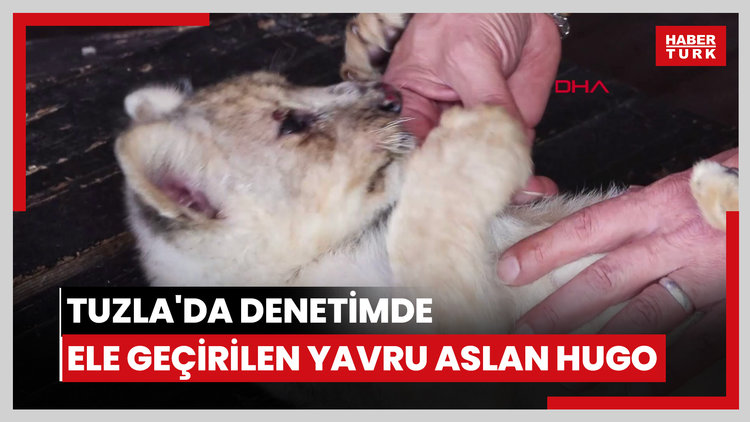 İstanbul - Tuzla'da denetimde ele geçirilen yavru aslana 'Hugo' adı verildi: 'Artık vatanı burası'