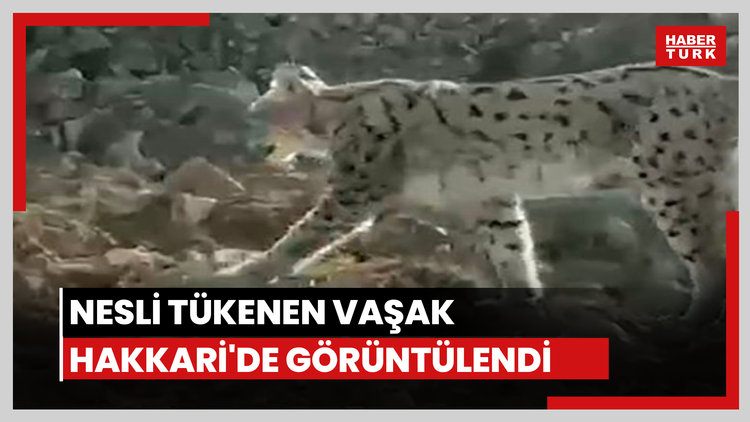 Nesli tükenen vaşak Hakkari'de görüntülendi