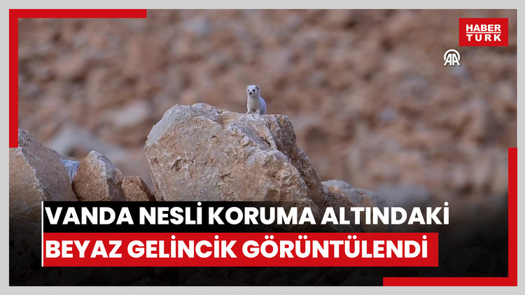 Vanda nesli koruma altındaki beyaz gelincik görüntülendi