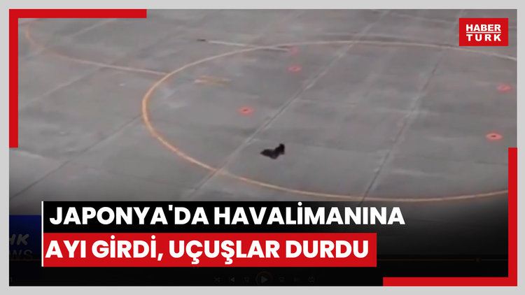 Japonya'da havalimanına ayı girdi, uçuşlar durdu