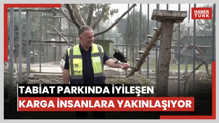 Tabiat parkında iyileşen karga, insanlara yakınlığıyla dikkati çekiyor