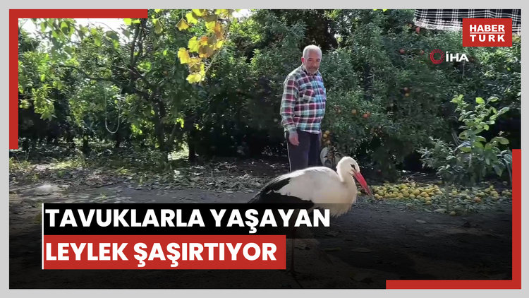 Kümeste tavuklarla birlikte yaşayan leylek görenleri hayrete düşürüyor