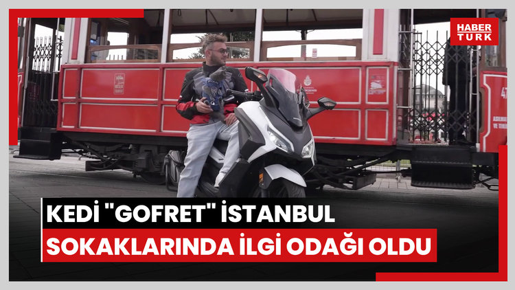 Motosikletli kedi "Gofret" İstanbul sokaklarında ilgi odağı oldu