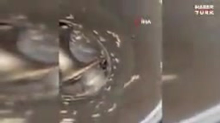 Şarküteride mide bulandıran görüntüler