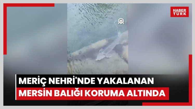 Meriç Nehri'nde yakalanan mersin balığı koruma altına alındı