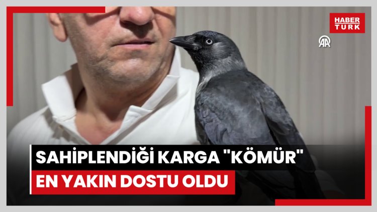 Sahiplendiği karga "Kömür" en yakın dostu oldu