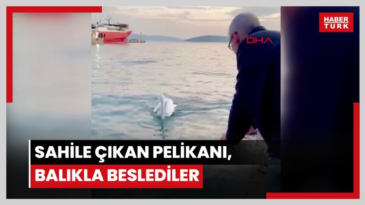 Sahile çıkan pelikanı, balıkla beslediler